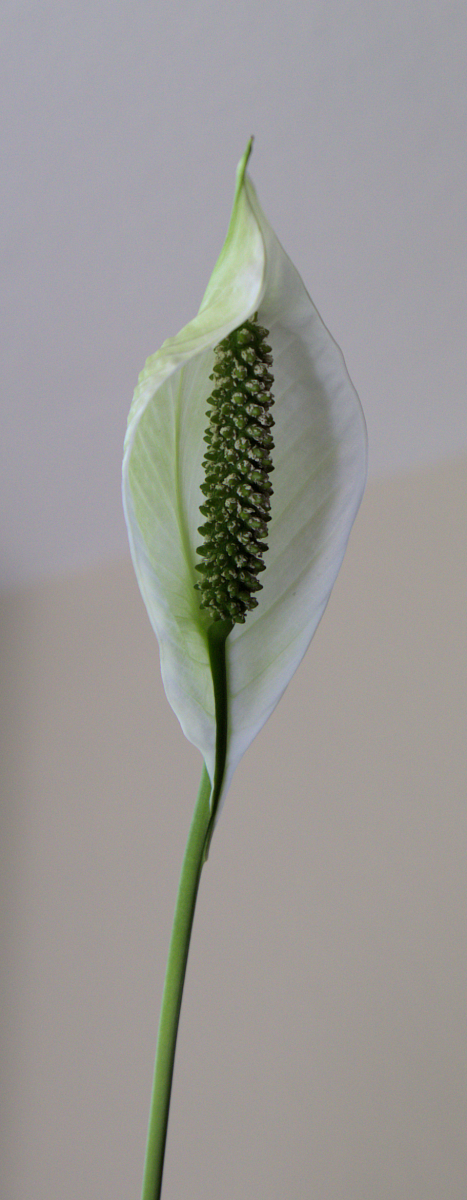 Blüte einer Zwerg-Blattfahne
